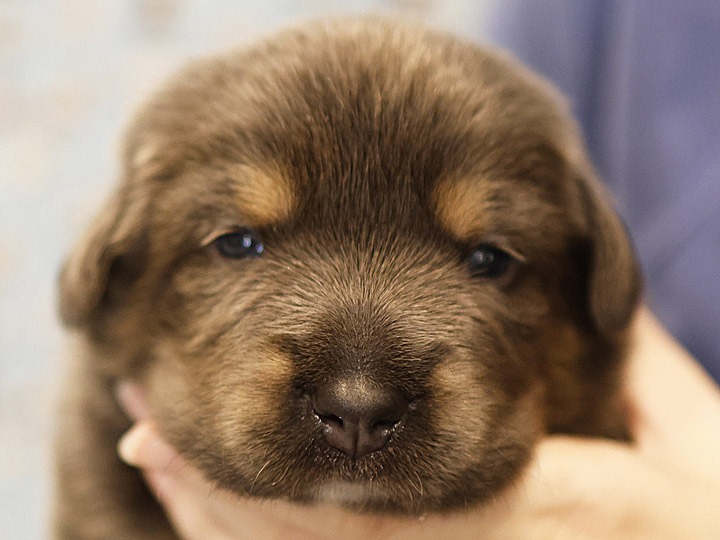chinook puppy